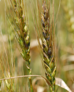 figure 4 black chaff on wheat heads