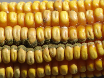 Photo of aflatoxin on an ear of corn.