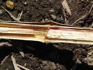 Photo of pink or red discoloration on a corn stalk