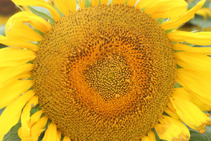 Photo of sunflower at r5.7 stage