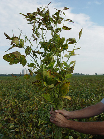 Photo showing distribution of sudden death syndrome on a soybean plant.