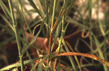 Photo of a wheat plant being tested in the greenhouse for stem rust.