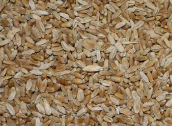 Scabby wheat kernels