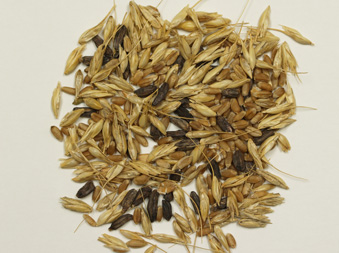 Ergots in wheat grain