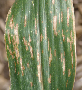 Photo of rectangular lesions of gray leaf spot.