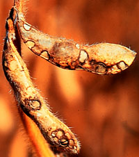 Photo of bean leaf beetle damage to soybean pods.