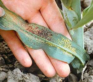 Photo of a sorghum leaf with greenbug damage.