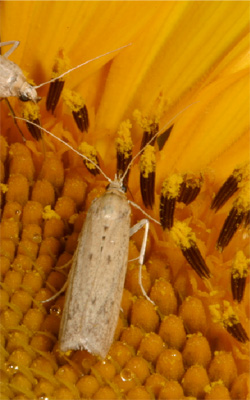 Photo of a sunflower head moth on a sunflower head.