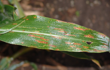 Photo of a corn leaf with gray leaf spot.
