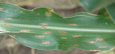 Photo of a gray leaf spot