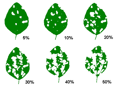 Various levels of soybean leaf defoliation