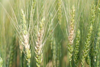 Photo of scab on wheat heads