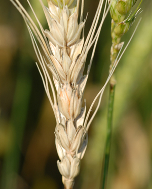 Figure 2. Photo of pink discoloration on a wheat head representing sporulation of the scab fungus.