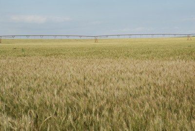 Photo of an irrigated field with scab