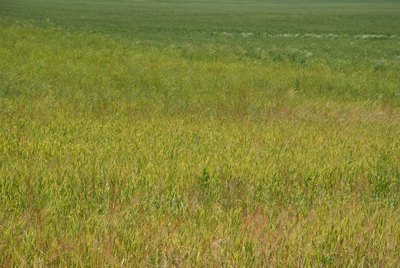 Photo of a field showing severe symptoms of wheat streak mosaic virus