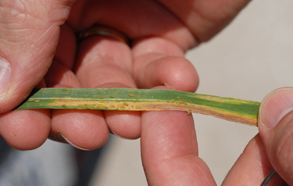 Photo of cereal aphids on a wheat leaf