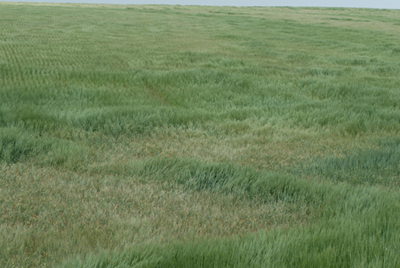 Photo of a stunted wheat field