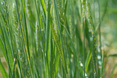 Photo of an unidentified condition on leaves of wheat cultivar