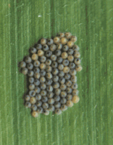 Photo of western bean cutworm egg group just before hatching.