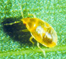 Image of a minute pirate bug nymph