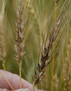 Wheat heads with black chaff disease image