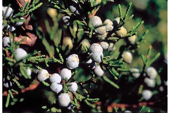 Photo of eastern redcedar berries.