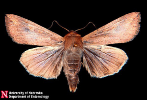 UNL IANR photo of an armyworm moth