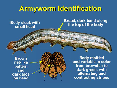 Graphic to aid in identifying armyworm larvae