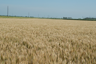 Figure 2. Wheat in a pivot corner in Saline County severely infected by scab, June 21.