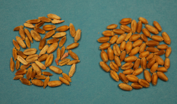 Figure 5. Scabby wheat kernels (left) and healthy kernels.