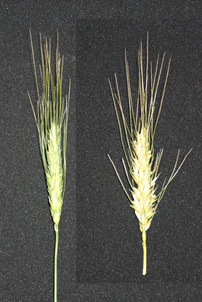 Photo of wheat head showing a slight frost injury