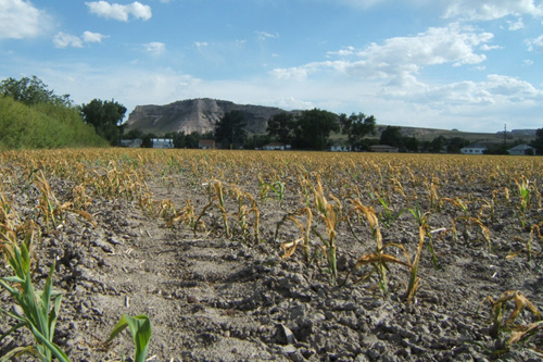 Photo of corn field damaged by June 8 freeze.