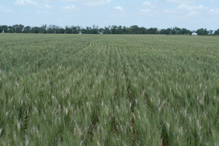 Photo of a wheat field with white heads caused by scab, York County, June 11.