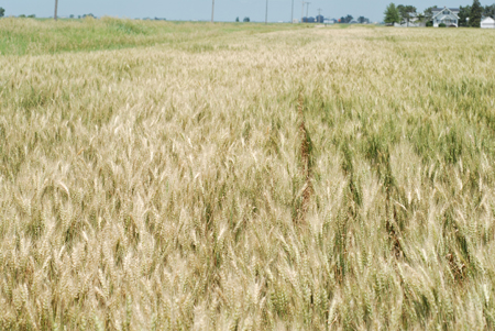 Photo of a section of wheat showing severe epidemic of scab, York County, June 11.