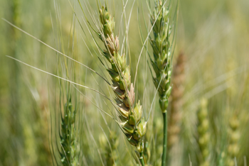 Photo of wheat scab
