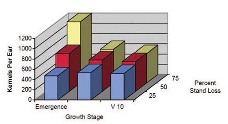 Figure showing ear size at three levels of stand loss at three growth stages.