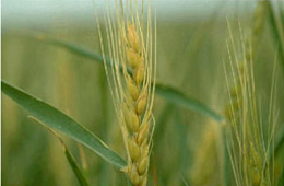 Photo of wheat with freeze damage at heading which causes glumes to become yellow and have a water-socaked appearance.