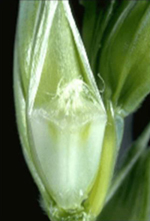 Photo showing how healthy kernels continue to develop, they will contain a clear liquid.
