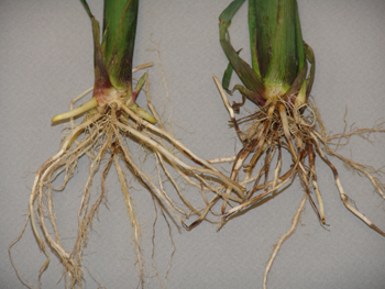 Figure 3. Photo of lesions on rotted roots (right) and a healthy plant.