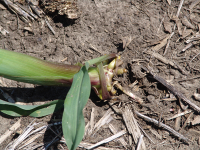 Figure 4. Photo of leaning corn plant exhibiting symptoms of rootless corn.