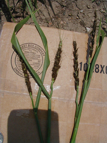 Photo of loose smut in wheat in Lancaster County, June 2007
