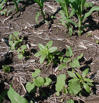 Figure 2. Continuing rains have complicated timely control of weeds in crops. 