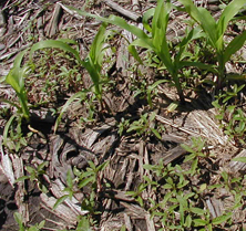 Photo of a field in need of broadleaf weed control