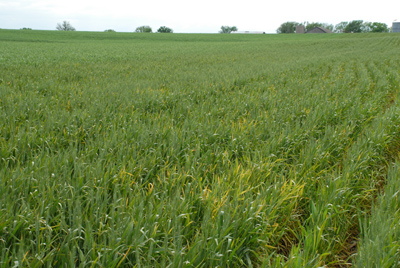 Photo of a tellow cast in a wheat field