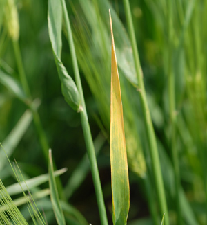 Photo of bright golden yellowing