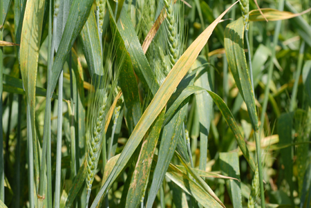 Picture of Barley yellow dwarf