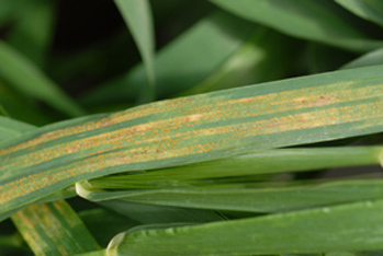 Photo of Stripe rust on a leaf of wheat