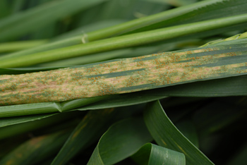 Photo of wheat leaf showing severe stripe rust