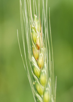 Photo of discoloration on a wheat head