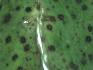 Photo of lesions caused by spring black stem and leaf spot